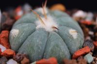 Echinocactus horizonthalonius CZ 85